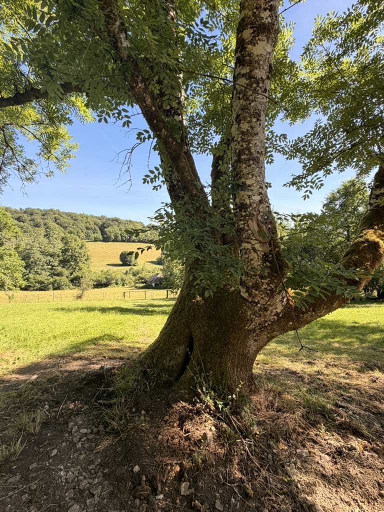 Old tree framing the view across the fields