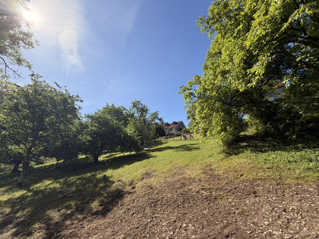 Orchard slope leading up to the house on a sunny morning