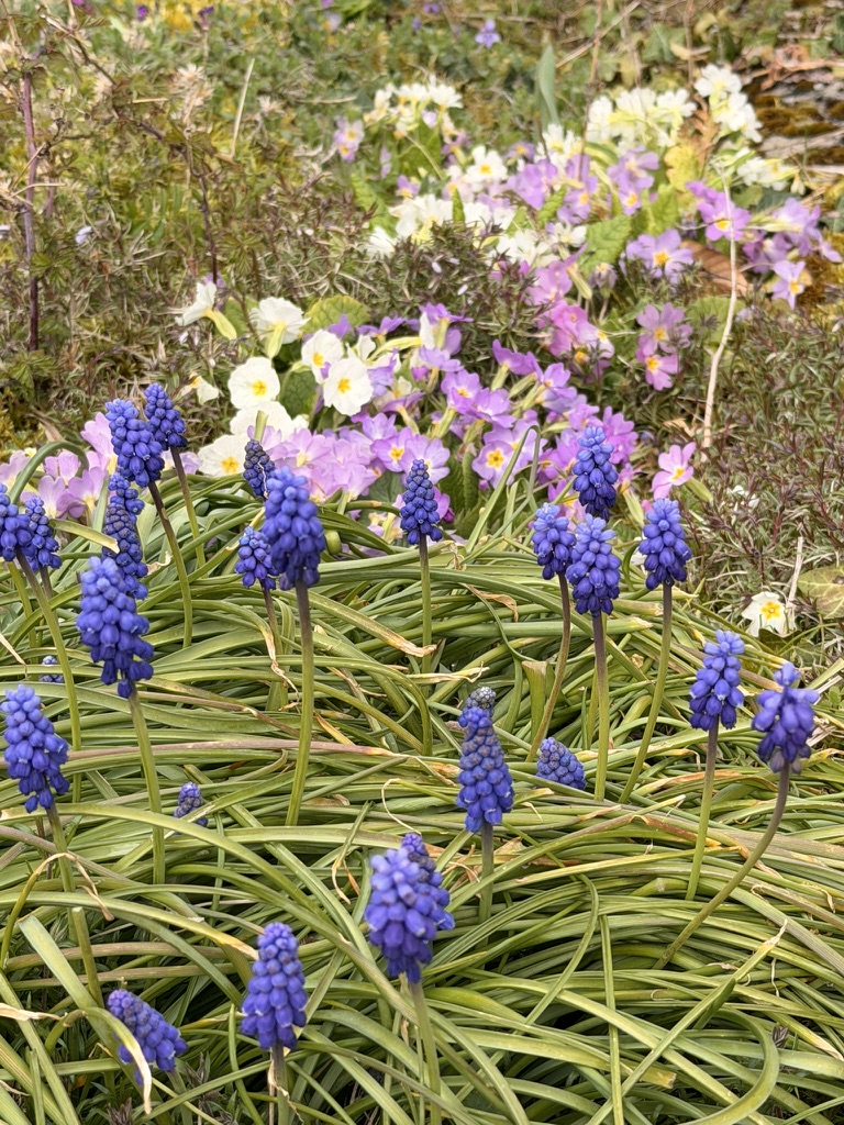 Grape hyacinths and primroses blooming in the garden