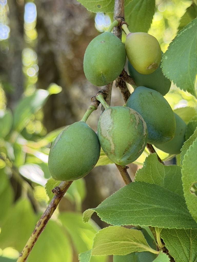 Green plums ripening on the branch
