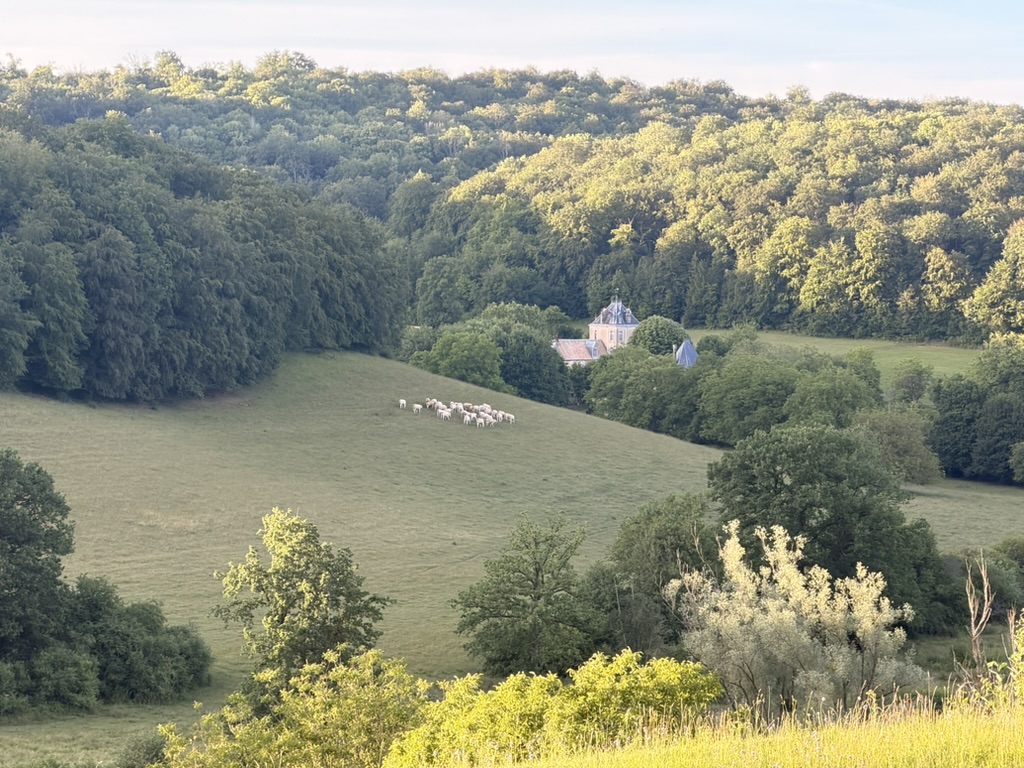 Cattle grazing in the valley below wooded hills